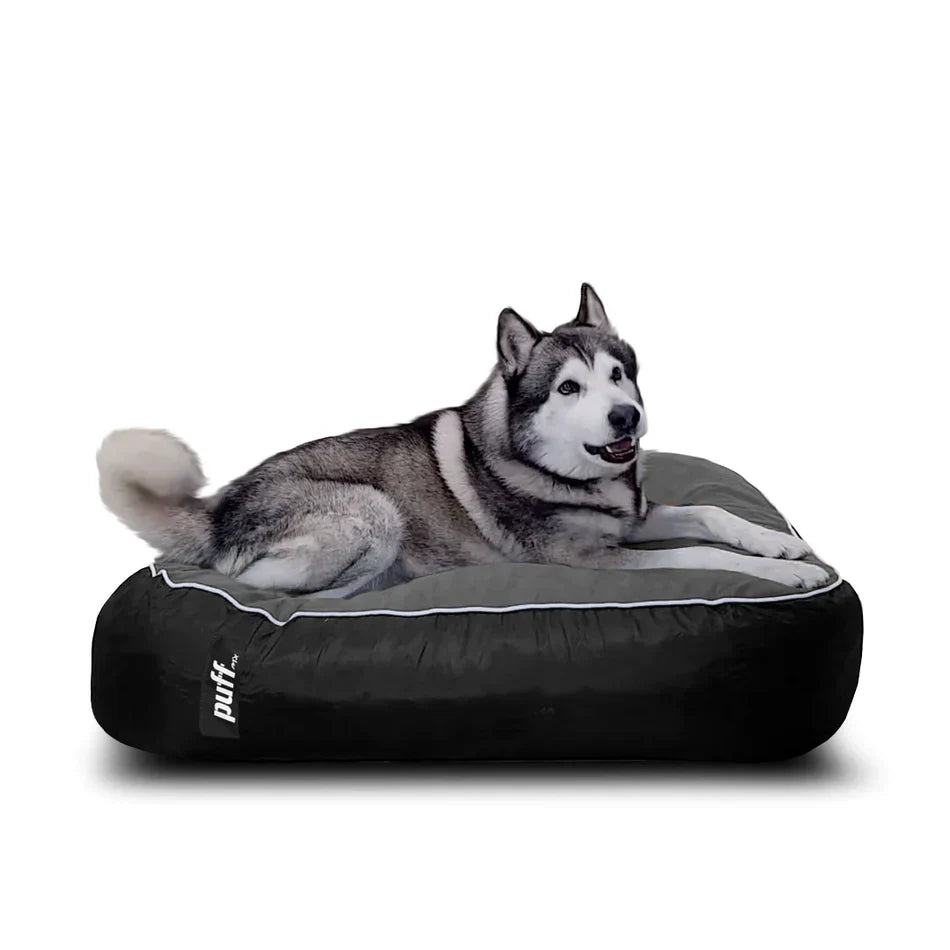 ¿Cómo elegir el puff para perros ideal para tu mascota?