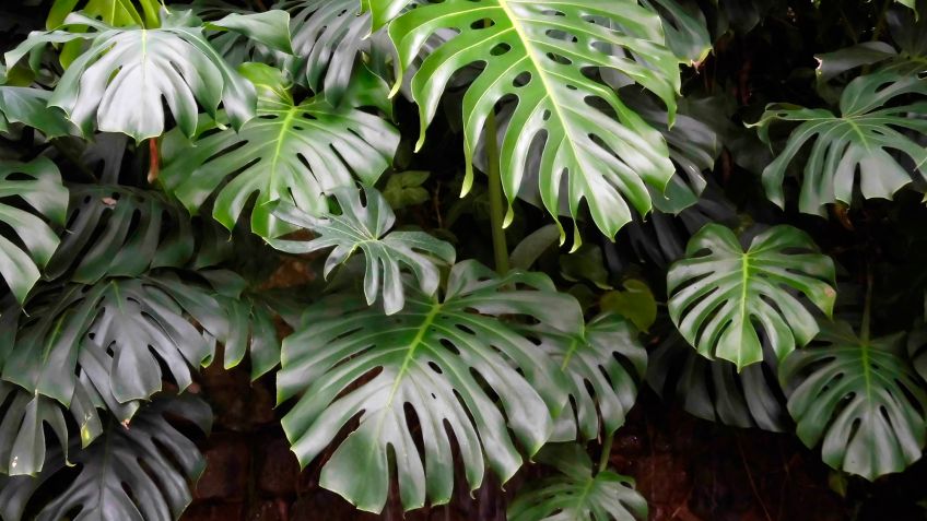 5 PLANTAS PARA EL BAÑO